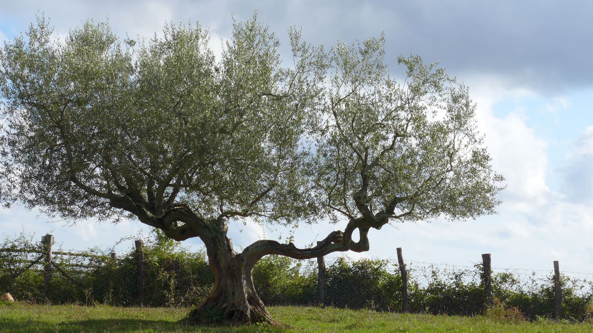 Olivenbaum